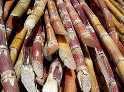Cubas sugar production increased 24 percent during the 2007 and 2008	